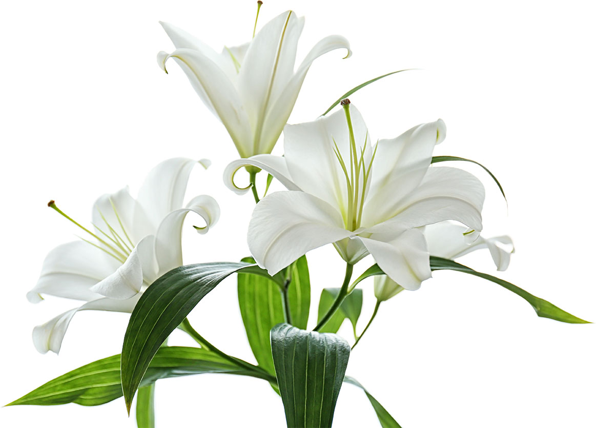 white lily isolated