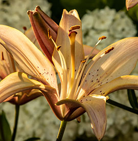 traditional funeral costs