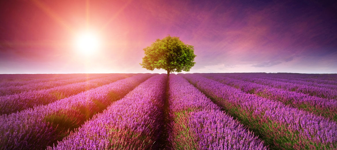 Michael J Walsh Funeral Director indepenent reviews