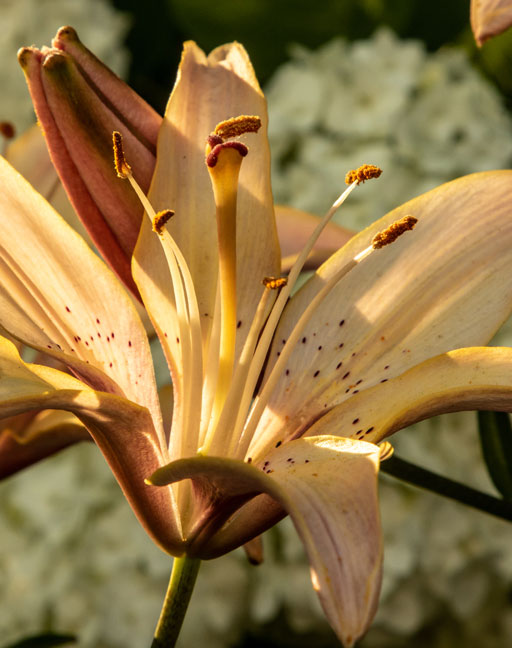 white lily at sunset