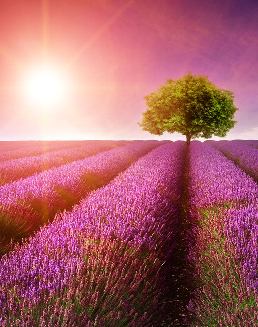 meadow with tree at sunset