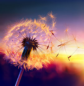 tributes and donations